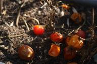 tomatoes-cereja-terra-185149.jpg