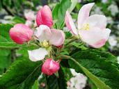 apple-blossom-orchard-pink-white-330453.jpg