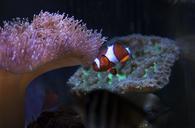 reef-tank-aquarium-fish-coral-930764.jpg