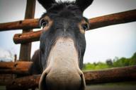 donkey-portrait-ass-animal-328522.jpg