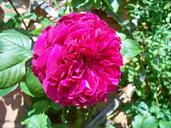 red-rose-turkish-delight-rose-271737.jpg