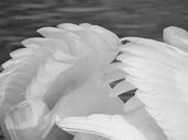 feathers-swan-bird-pond-majestic-1225570.jpg