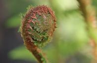 fern-forest-forest-plant-plant-339073.jpg