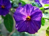 flower-purple-geometric-shape-219448.jpg