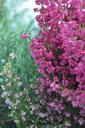 violet-heather-autumn-flowers-549061.jpg