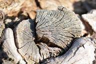 tree_trunk_wood_61.jpg