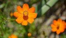 orange-flower-flower-nature-flowers-634166.jpg