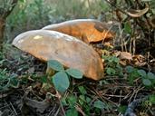 mushrooms-fungi-boletus-forest-186668.jpg