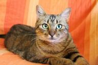 cat-tabby-cat-green-cat-eyes-1296999.jpg