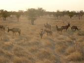 Alcelaphus buselaphus (Etosha).jpg