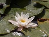 water-lily-lily-pond-water-nature-539088.jpg