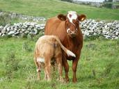 cow-calf-dairy-cattle-meadow-456994.jpg