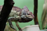 chameleon-feeding-terrarium-486075.jpg