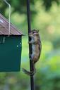 squirrel-squirrels-wildlife-animals-287571.jpg