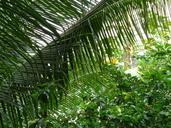 palm-frond-plant-green-nature-483417.jpg