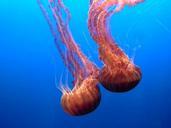 jellyfish-aquarium-beautiful-water-474054.jpg