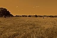 fields-wheat-soledad-960547.jpg