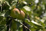 apples-fruit-fruits-542921.jpg