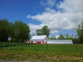 farm-barn-tree-grass-corn-grass-111288.jpg