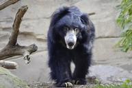 sloth-funny-black-bear-snout-1341164.jpg