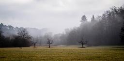 landscape-fog-nature-mood-654478.jpg