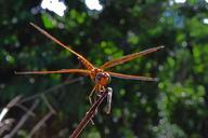 dragonfly-nature-golden-close-355488.jpg