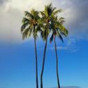 palm-trees-palm-nature-island-sky-512021.jpg