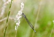 dragonfly-blade-of-grass-insect-433516.jpg