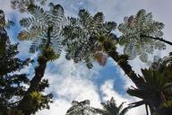 martinique-tree-ferns-sky-207427.jpg