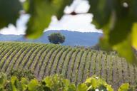 vineyard-wine-vine-series-989270.jpg