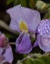 wisteria-nature-flower-drops-729096.jpg