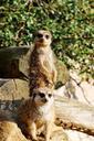 meerkat-rock-standing-shrubs-348410.jpg