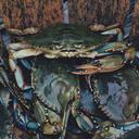 crab-crawfish-crayfish-animal-801754.jpg