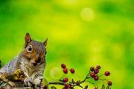 squirrel-outdoor-wallpaper-tree-314463.jpg