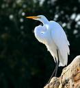 snowy-egret-egret-perched-bird-58405.jpg