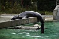 sea-lion-zoo-aquatic-animal-lazy-1675927.jpg