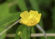 buttercup-wild-flower-wild-plant-333284.jpg