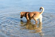 dog-brown-young-dog-quadruped-play-650923.jpg