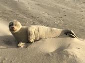 seal-sand-mammal-beach-sea-water-1109755.jpg