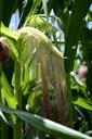 corn-green-corn-transgenic-maize-634214.jpg