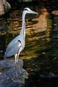 heron-grey-heron-full-body-shot-515488.jpg