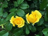 yellow-rose-rose-bush-bush-flower-1473951.jpg