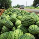 watermelon-melon-citrullus-lanatus-331278.jpg