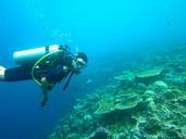 diving-maldives-sea-ocean-261585.jpg