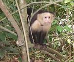 primate-costa-rica-jungle-monkey-318918.jpg