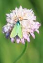 butterfly-green-metallic-reflection-87588.jpg