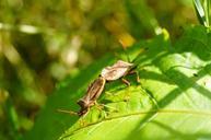 beetle-pairing-insect-nature-close-394166.jpg