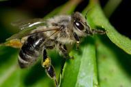 bee-pollen-insect-macro-detail-358180.jpg