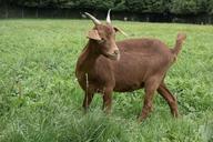 goat-animal-farm-mammals-621675.jpg