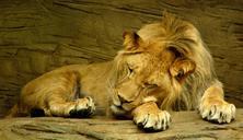 lion-sleeping-wild-animal-male-zoo-601947.jpg